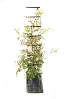 Lophozonia menziesii PB6.5
