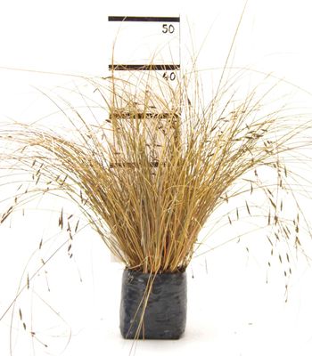 Carex flagellifera red PB3