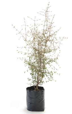 Coprosma crassifolia PB3