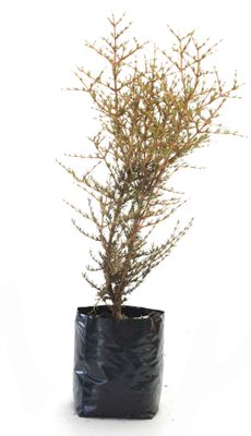 Coprosma rugosa PB3