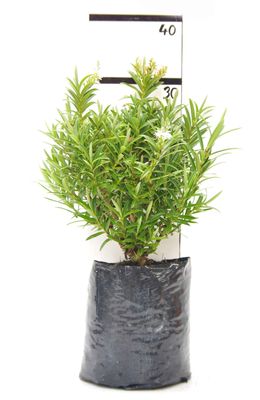 Hebe townsonii PB6.5