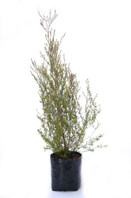 Kunzea serotina PB3