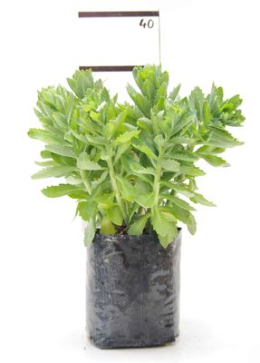 Sedum spectablis &#039;Autumn Joy&#039; PB6.5