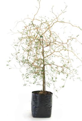 Sophora microphylla PB3