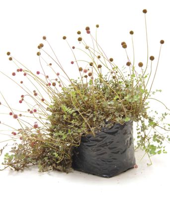 Acaena caesiiglauca PB3