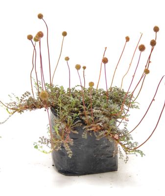 Acaena saccaticupula PB3