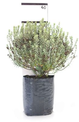 Hebe &#039;McEwanii&#039; PB6.5