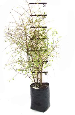 Olearia hectorii PB6.5