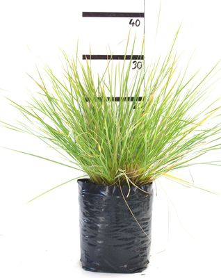 Stipa gigantea PB6.5