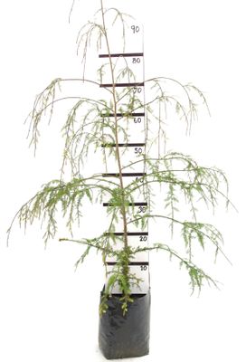 Dacrycarpus dacrydioides PB6.5