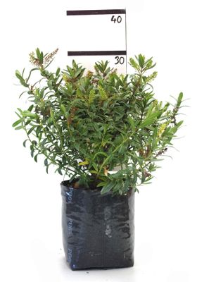 Hebe 'Icing Sugar' PB6.5