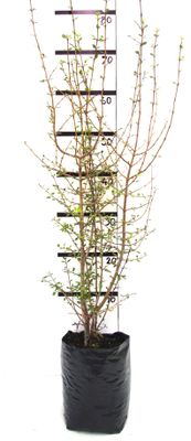 Aristotelia fruticosa PB6.5