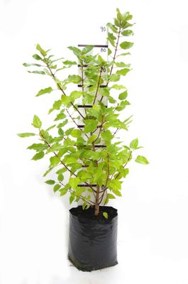 Aristotelia serrata PB18