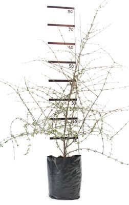 Olearia fimbrata PB6.5