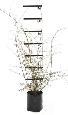 Olearia fimbrata PB6.5