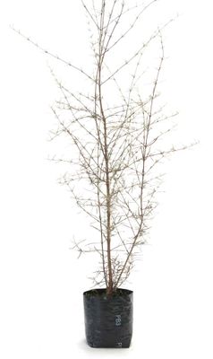 Olearia lineata PB3