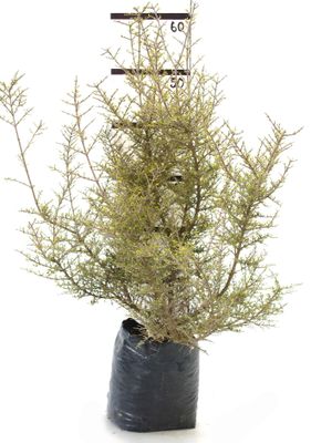 Coprosma dumosa PB6.5