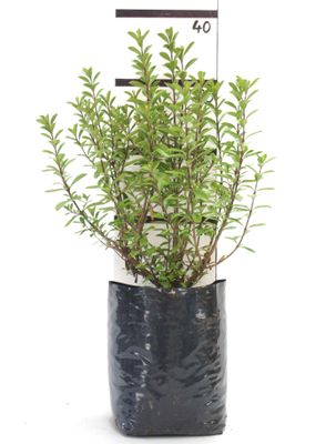 Hebe &#039;Spring Festival&#039; PB6.5