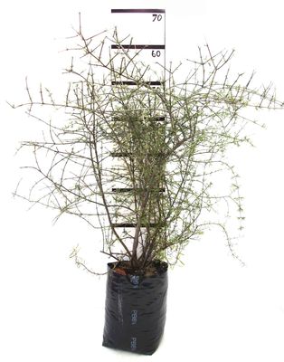 Olearia bullata PB6.5