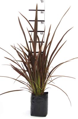 Phormium tenax purpureum PB6.5