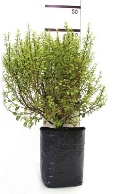Pittosporum 'Pixie' PB6.5