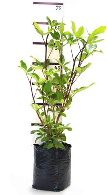 Pseudopanax colensoi PB6.5