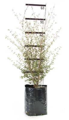 Lophomyrtus obcordata PB6.5