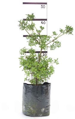 Phyllocladus alpinus PB6.5