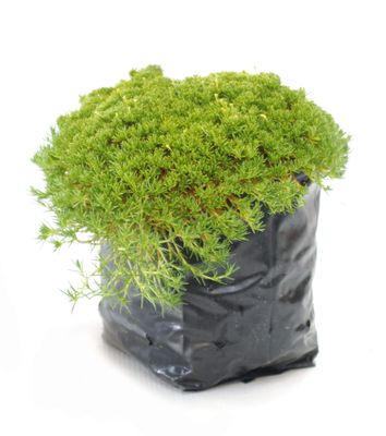 Scleranthus biflorus PB3