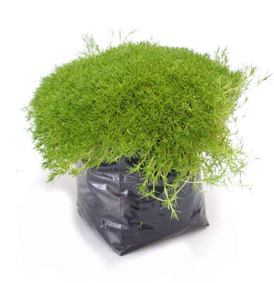 Scleranthus brockei PB3