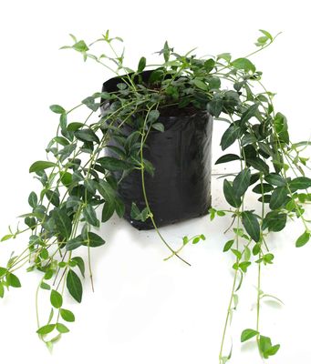 Vinca minor 'Blue' PB6.5