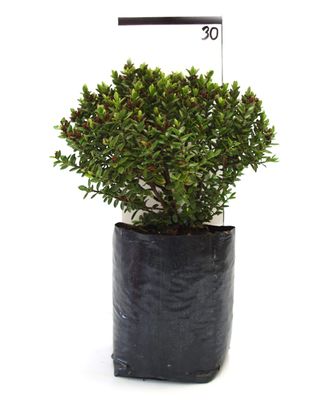 Hebe decumbens PB6.5