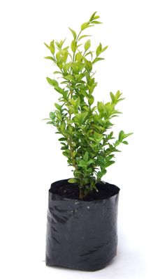 Buxus sempervirens PB3