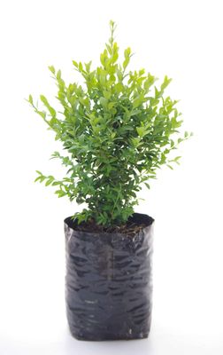 Buxus sempervirens PB6.5