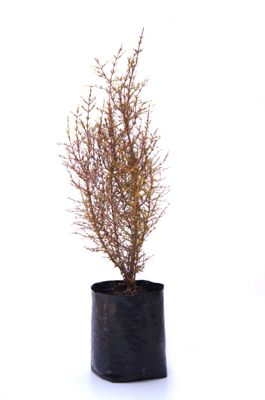 Coprosma rugosa PB6.5