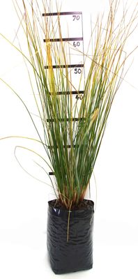 Juncus sarophorus PB6.5