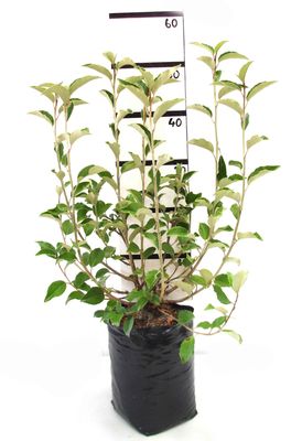 Olearia arborescens PB6.5