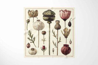 DOROTHEA - January Delivery