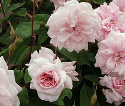 Cecile Brunner Climbing Rose