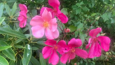 Mutabilis