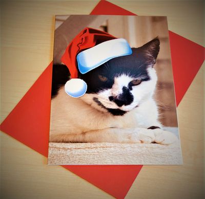 Cats protection clearance christmas catalogue 2018