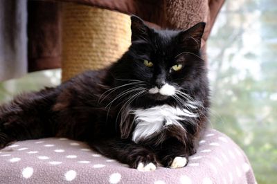Beans -- Looking for love