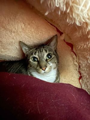 Sox -- Playful Snuggle Lover