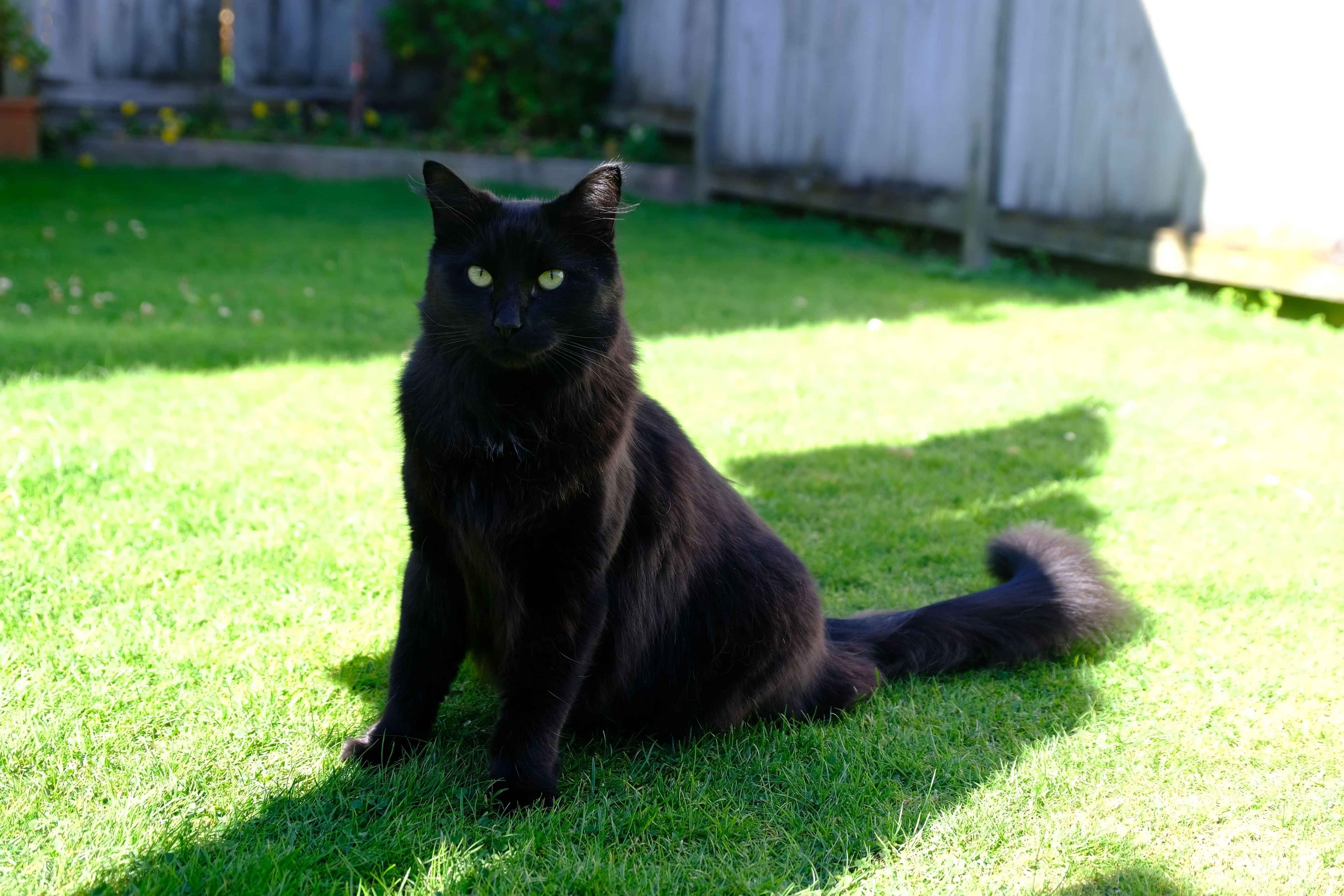 Black cat Zuko sitting on a sunny lawn looking happy.