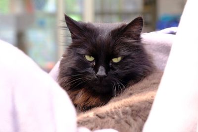 Chewy  --  Farmyard prince