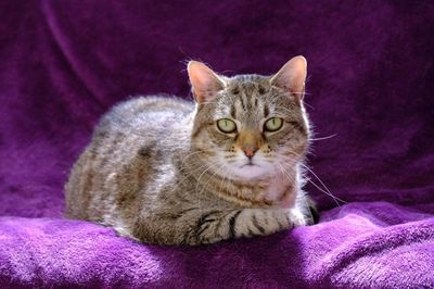 Lily Pad -- Darling little bean