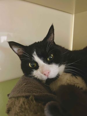 Charlie Boy  --  Professional lap-warmer