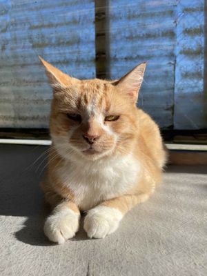 Lucky Star  --  A cat to be thankful for