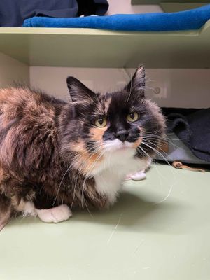 Cozzie  --  Pretty AND smart!