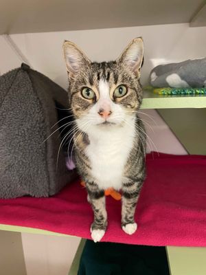 Nahla  --  Chirpy wee girl